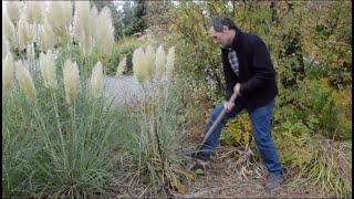 How To Move Pampas Grass in Full Flower [upl. by Emerick789]