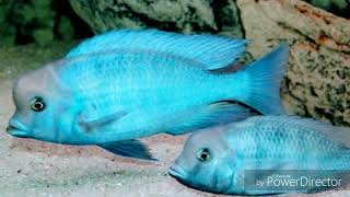 Fishlaw1s Top Five Humphead Cichlids HD [upl. by Auqenes551]