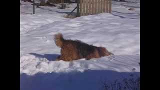 Funny Airedale Terrier [upl. by Andert639]