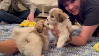 Coton de Tulear Puppies For Sale  Sandy 2124 [upl. by Abil]