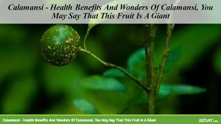 Calamansi  Health Benefits And Wonders Of Calamansi You May Say That This Fruit Is A Giant [upl. by Nehttam707]