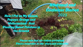 DWW Gardening 2023  Potting Citrus Plants and Planting Sweet Potatoes in the Ground [upl. by Mutat]