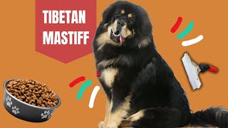 How To Take Care Of A Tibetan Mastiff [upl. by Minny301]