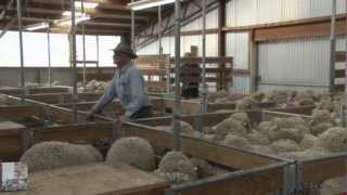 PGG Wrightson Stud Tour  Ep 25  Nine Mile Merinos [upl. by Hguh]