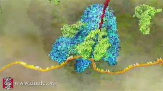 mRNA Translation Advanced [upl. by Shane]