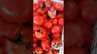 CHOTU KA CAT TOMATO shorts FACTFIREKING [upl. by Hooke]