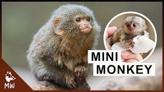 Pygmy Marmoset  Worlds Smallest Monkey [upl. by Merc626]