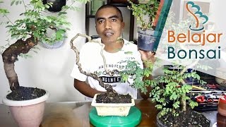 Mengenal Bahan Bonsai IlengIlengMangsi Phyllanthus reticulatus poir [upl. by Giulio]