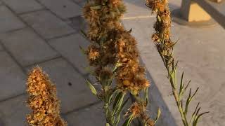 קייצת מסולסלת Erigeron bonariensis [upl. by Reltuc]