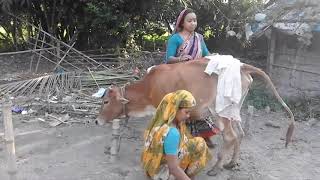 Cows being milked by hand  Milking big cows by village woman [upl. by Asillem589]