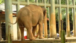 Elephant at Melaka Zoo Showing Stereotypic Behaviour [upl. by Miranda]