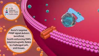 Assisi Loop Mechanism of Action 2020 [upl. by Itsud803]