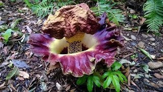 Amorphophallus paeoniifoliusquot Elephants Foot Yam [upl. by Esineg427]