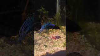 bettafish shrimp prawn music aquarium betta [upl. by Zetrac]