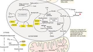 Glyoxylate pathway and Cyanide resistance Respiration [upl. by Cruz]