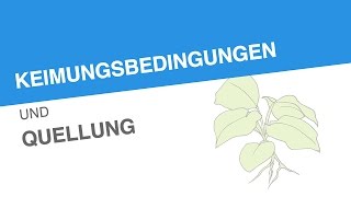 KEIMUNGSBEDINGUNGEN UND QUELLUNG  Biologie  Biologie der Pflanzen und Pilze Mittelstufe [upl. by Jolynn]