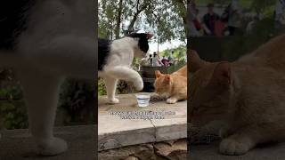 The two cats developed some tension shortsvideo amimals cute [upl. by Jat]