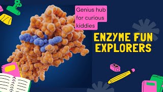 Enzymes  A Fun Introduction [upl. by Dorsman]