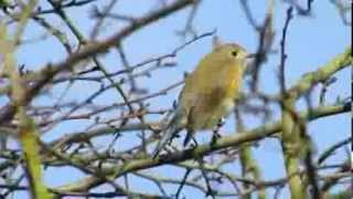 Red flanked Bluetail Shire Valley 7 2 14 [upl. by Eema]