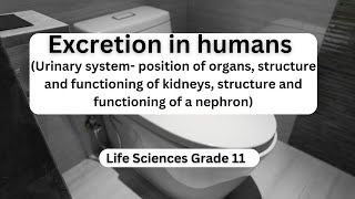 Excretion in humans – Urinary system position of organs structure and functioning of kidneys stru [upl. by Lelia]