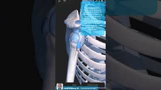 Visual Anatomy 3D  Facts about the Transverse humeral ligament shoulder anatomy [upl. by Camellia678]