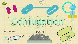 Bacterial Conjugation  Basic Science Series [upl. by Waldos]