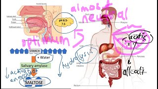 BIOLOGY Form 4 KSSM Chapter 9 Nutrition and The Human Digestive System [upl. by Anayt]