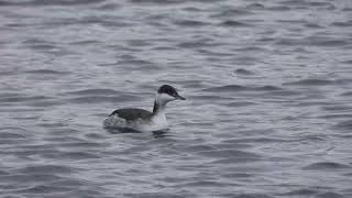 Slavonian Grebe Mitchells House WTW near Accrington Lancs 20 01 2024 [upl. by Marilee]