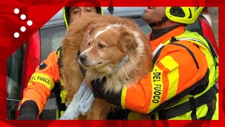 Alluvione a Campi Bisenzio abitanti evacuati dalle case portato in salvo anche un cane [upl. by Agace285]