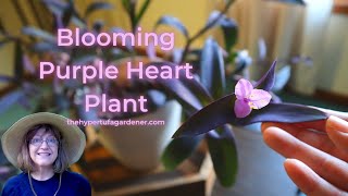 Easy Houseplant  Purple Heart Plant  Tradescantia pallida  Roots amp Grows Easily amp You Get Blooms [upl. by Cartie]