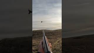 It took two pheasanthunting pheasant hunting birdhunting uplandhunting birdhunter [upl. by Sikorski693]