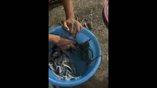 fresh octopus food fishing streetfood [upl. by Ammadas856]