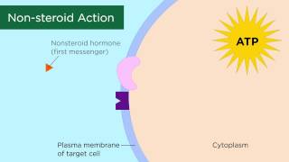 Mechanisms of Hormone Action [upl. by Donaldson]