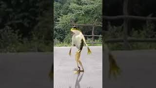 Funny dancing frog to accordion music [upl. by Aniakudo]