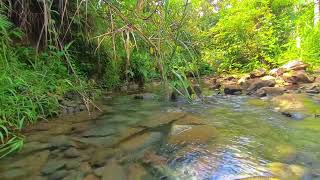 The Healing Nature Sounds🌿🌿 Soft And Gentle Stream with Birdsong  Relaxing Nature Sounds [upl. by Cornel]