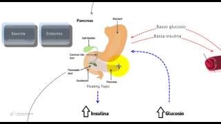 Insulina e glucosio Riassunto e schema per il tes di medicina [upl. by Barncard]