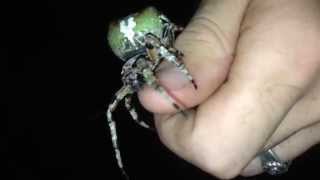 Giant Lichen Orbweaver Araneus bicentenarius [upl. by Ralina988]