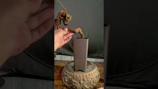 Natural Bonsai Styling Create Beautiful Organic Designs garden diy gardening farming [upl. by Learrsi900]