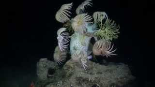 Deep Sea Crinoids at 1200 feet [upl. by Valda397]