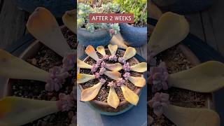 Succulent LEAF Propagation CHALLENGE Can You Grow 5 Plants in 5 Weeks [upl. by Aisinoid]