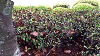 Leaf spot diseases [upl. by Adnilim]