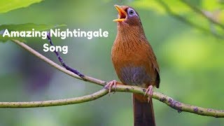 Best Nightingale Song  Amazing sounds  Youtube [upl. by Amein572]