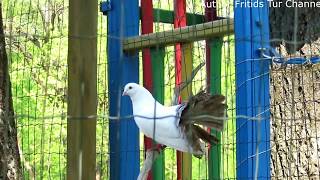 Indian fantail pigeon amp other doves dovecote [upl. by Annahaj]