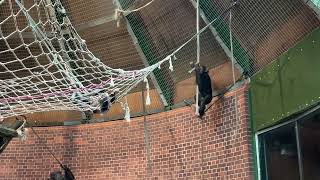 Baby Chimpanzee Swinging at Chester Zoo [upl. by Akina237]