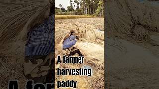 A farmer harvesting paddyAmazing World Views [upl. by Knobloch]