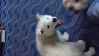 NEW PUPPY  HUSKY SAMOYED MIX [upl. by Terra]