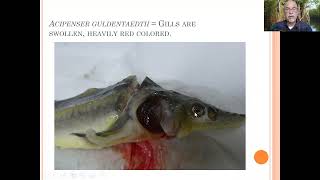 Fish disease case nr 66 Sturgeon Acipenser with bacterial or viral and parasitic infection [upl. by Ader]