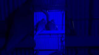 Budgerigars Glow Under UV Light [upl. by Kernan]