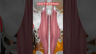 Erector spinae muscles Yogveda Yoga [upl. by Lucila62]