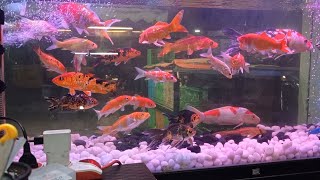 Koi Carp fish aquarium Setup [upl. by Hnahym]